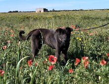 COFFEE, Hund, Deutscher Schäferhund-Mix in Italien - Bild 3