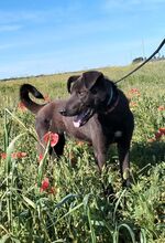 COFFEE, Hund, Deutscher Schäferhund-Mix in Italien - Bild 4