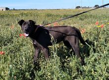 COFFEE, Hund, Deutscher Schäferhund-Mix in Italien - Bild 5