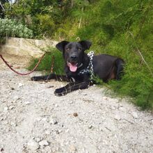 COFFEE, Hund, Deutscher Schäferhund-Mix in Italien - Bild 6