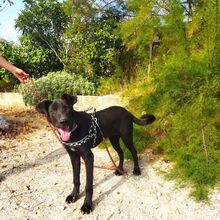 COFFEE, Hund, Deutscher Schäferhund-Mix in Italien - Bild 9