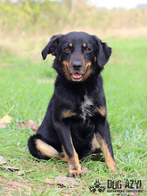 ALANA, Hund, Mischlingshund in Slowakische Republik