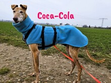 COCACOLA, Hund, Galgo Español in Coswig