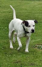 THULA, Hund, American Staffordshire Terrier-Mix in Dorstadt - Bild 2