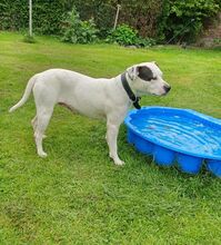 THULA, Hund, American Staffordshire Terrier-Mix in Dorstadt - Bild 3