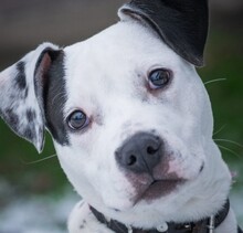 THULA, Hund, American Staffordshire Terrier-Mix in Dorstadt - Bild 6