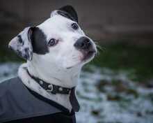 THULA, Hund, American Staffordshire Terrier-Mix in Dorstadt - Bild 7