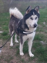 JACKO, Hund, Siberian Husky in Ungarn - Bild 1