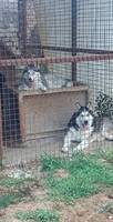 JACKO, Hund, Siberian Husky in Ungarn - Bild 10