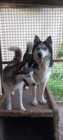 JACKO, Hund, Siberian Husky in Ungarn - Bild 11