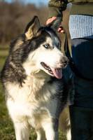 JACKO, Hund, Siberian Husky in Ungarn - Bild 12