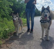 JACKO, Hund, Siberian Husky in Ungarn - Bild 2