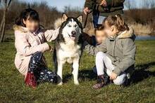 JACKO, Hund, Siberian Husky in Ungarn - Bild 3