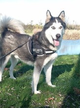 JACKO, Hund, Siberian Husky in Ungarn - Bild 5