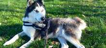 JACKO, Hund, Siberian Husky in Ungarn - Bild 7