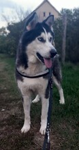 JACKO, Hund, Siberian Husky in Ungarn - Bild 8