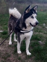 JACKO, Hund, Siberian Husky in Ungarn - Bild 9