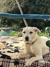 SCILLA, Hund, Mischlingshund in Italien