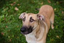 BEETHOVEN, Hund, Mischlingshund in Kroatien - Bild 3