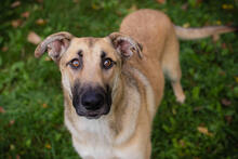 BEETHOVEN, Hund, Mischlingshund in Kroatien - Bild 4