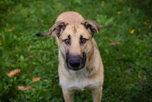 BEETHOVEN, Hund, Mischlingshund in Kroatien - Bild 5