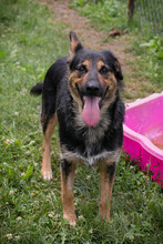 ARYADORA, Hund, Mischlingshund in Kroatien - Bild 1