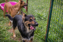 ARYADORA, Hund, Mischlingshund in Kroatien - Bild 3