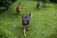 ARYADORA, Hund, Mischlingshund in Kroatien - Bild 4