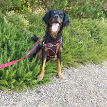 GOOFY, Hund, Mischlingshund in Italien - Bild 2