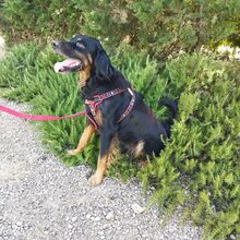 GOOFY, Hund, Mischlingshund in Italien - Bild 3