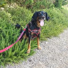 GOOFY, Hund, Mischlingshund in Italien - Bild 4