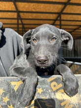 BERNI, Hund, Mischlingshund in Bulgarien - Bild 1