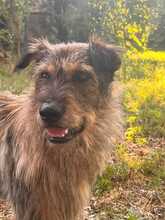 DAVE, Hund, Mischlingshund in Slowakische Republik