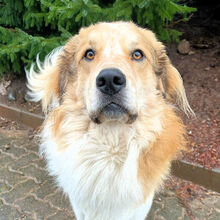 ZEUS, Hund, Mischlingshund in Marsberg - Bild 10