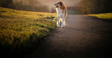 ZEUS, Hund, Mischlingshund in Marsberg - Bild 2