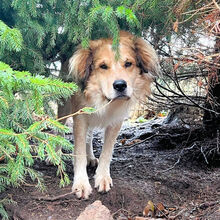 ZEUS, Hund, Mischlingshund in Marsberg - Bild 7