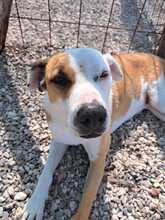 SABRINA, Hund, Pit Bull Terrier-Mix in Italien - Bild 1