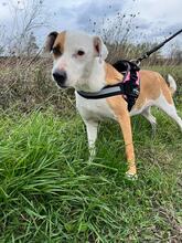 SABRINA, Hund, Pit Bull Terrier-Mix in Italien - Bild 2