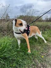 SABRINA, Hund, Pit Bull Terrier-Mix in Italien - Bild 3