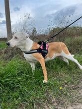 SABRINA, Hund, Pit Bull Terrier-Mix in Italien - Bild 4