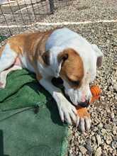 SABRINA, Hund, Pit Bull Terrier-Mix in Italien - Bild 5