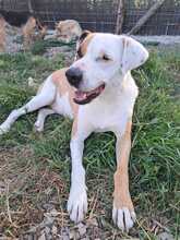 SABRINA, Hund, Pit Bull Terrier-Mix in Italien - Bild 6