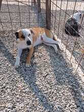 SABRINA, Hund, Pit Bull Terrier-Mix in Italien - Bild 7