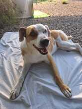 SABRINA, Hund, Pit Bull Terrier-Mix in Italien - Bild 8