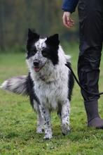 MADITA, Hund, Border Collie-Mix in Italien - Bild 1