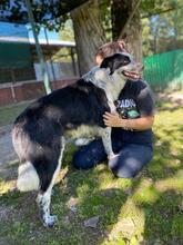 MADITA, Hund, Border Collie-Mix in Italien - Bild 10