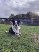 MADITA, Hund, Border Collie-Mix in Italien - Bild 11