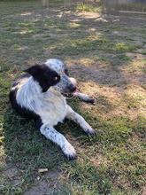 MADITA, Hund, Border Collie-Mix in Italien - Bild 12