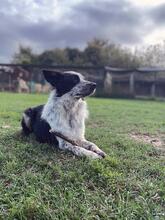 MADITA, Hund, Border Collie-Mix in Italien - Bild 13