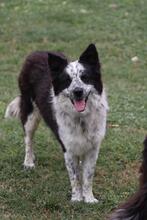 MADITA, Hund, Border Collie-Mix in Italien - Bild 14